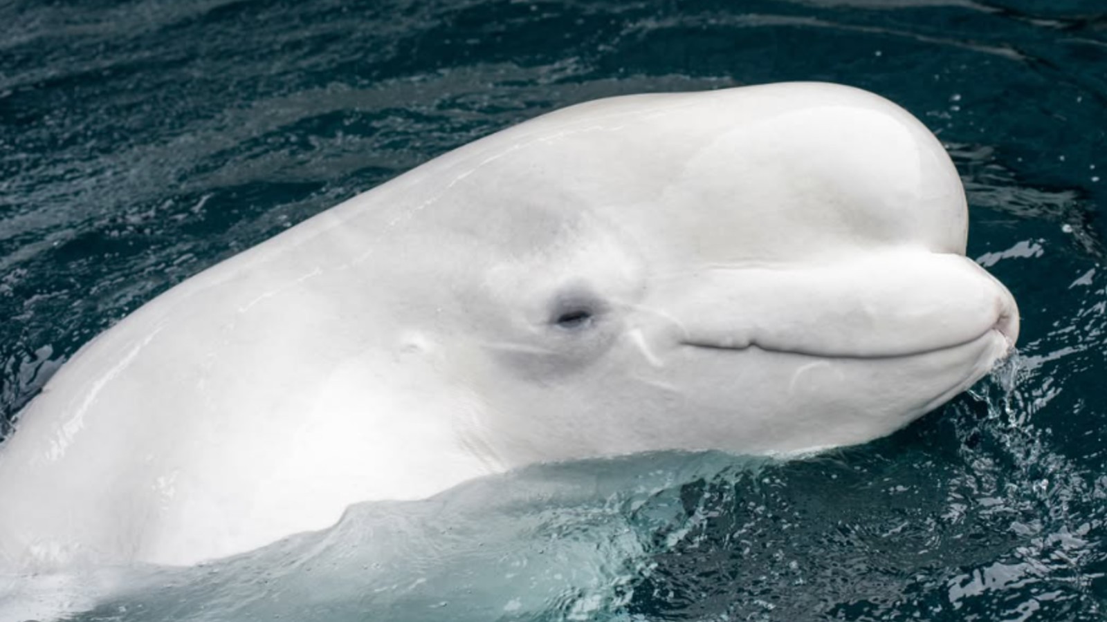 30 beluga whales trapped at a shuttered Canadian theme park for two years just got a lifeline from US regulators