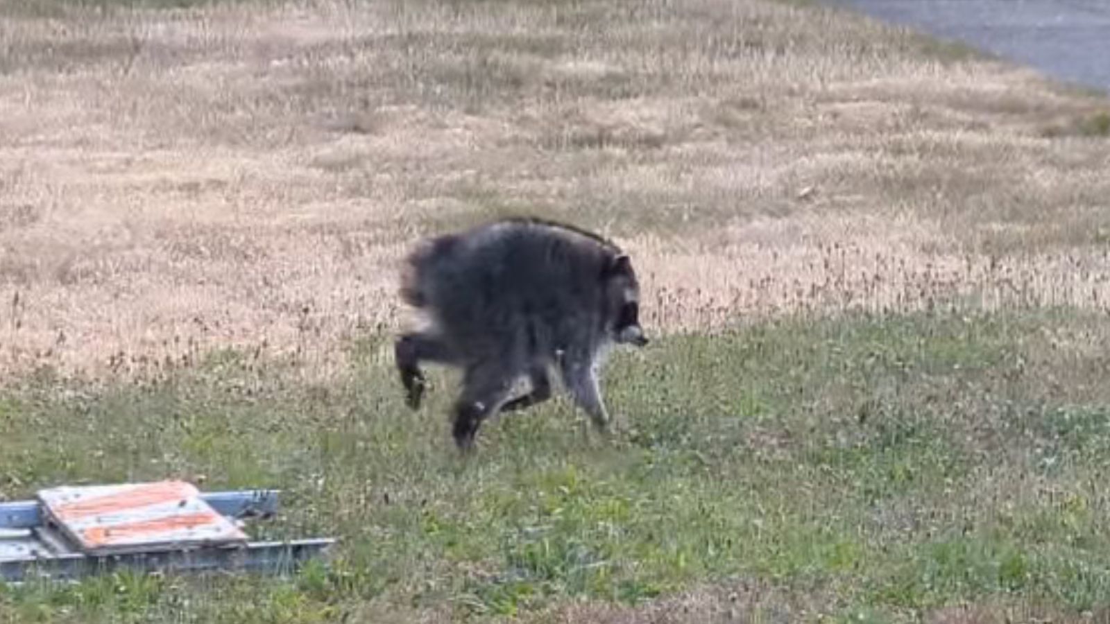 A bizarre 'mutant' raccoon named Jimothy has Seattle hooked, and the internet is losing it