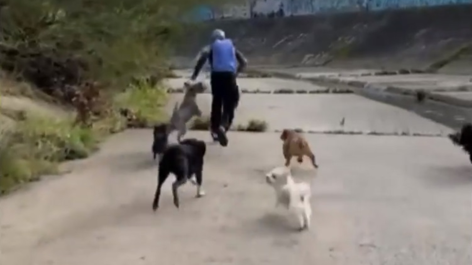 A pack of dogs just did what a fleeing bystander wouldn't: stop an assault in progress