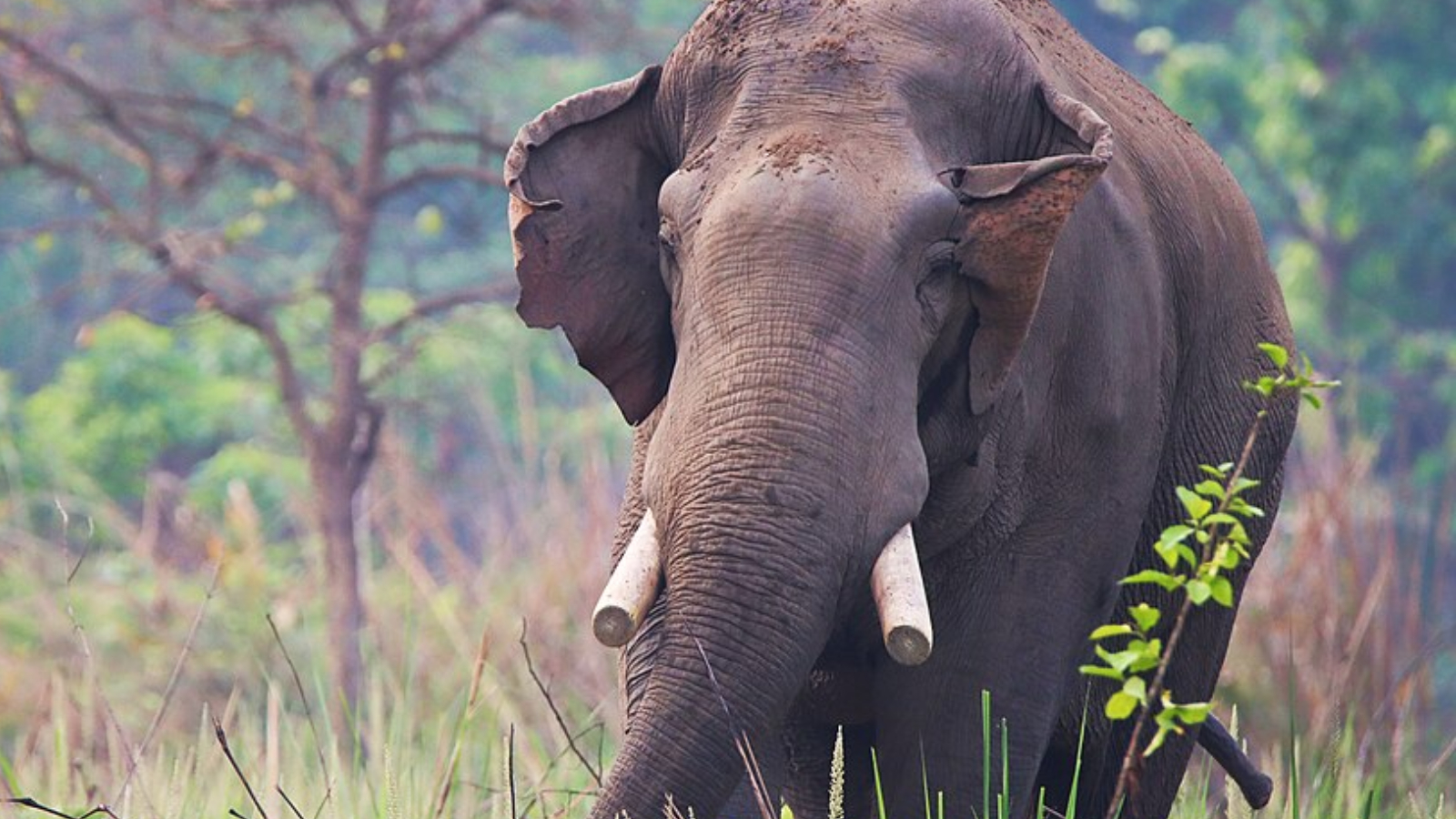 A single elephant has killed four members of the same family in Nepal — here's why it keeps happening